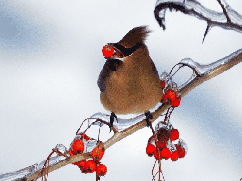 试管养囊几率(It考试管理)