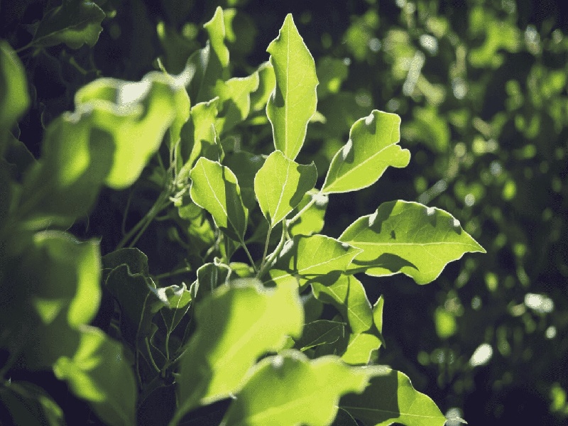 试管卵子分几级(天津试管张云山)